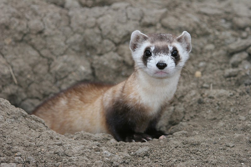 Black Footed Ferret Defenders Of Wildlife black-footed-ferret-defenders-of-wildlife
